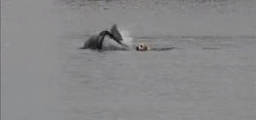 labrador et dolphin