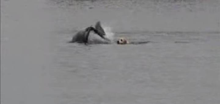 labrador et dolphin