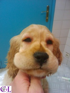 Allergie__Clinique_Veterinaire_Lingostiere