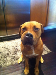 chien-pique-abeille1