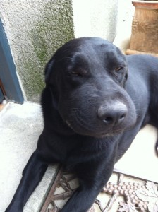 ptitflore-43b8921b4d2b12ec665148d305f4393a1