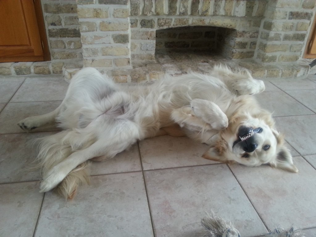 chaque-fois-que-vous-essayez-de-suggerer-une-activite-amusante-ils-montrent-leurs-crocs