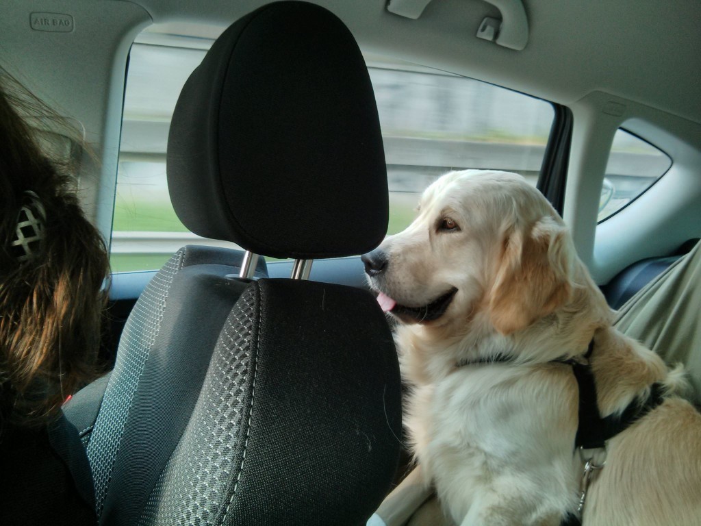 et-ils-ne-peuvent-pas-voyager-avec-vous-parce-quils-detestent-les-voitures