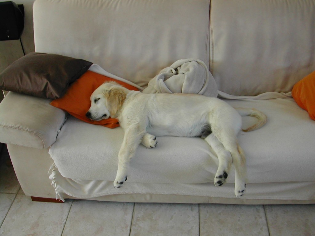 hyperactifs-ces-coquins-ne-peuvent-jamais-se-detendre