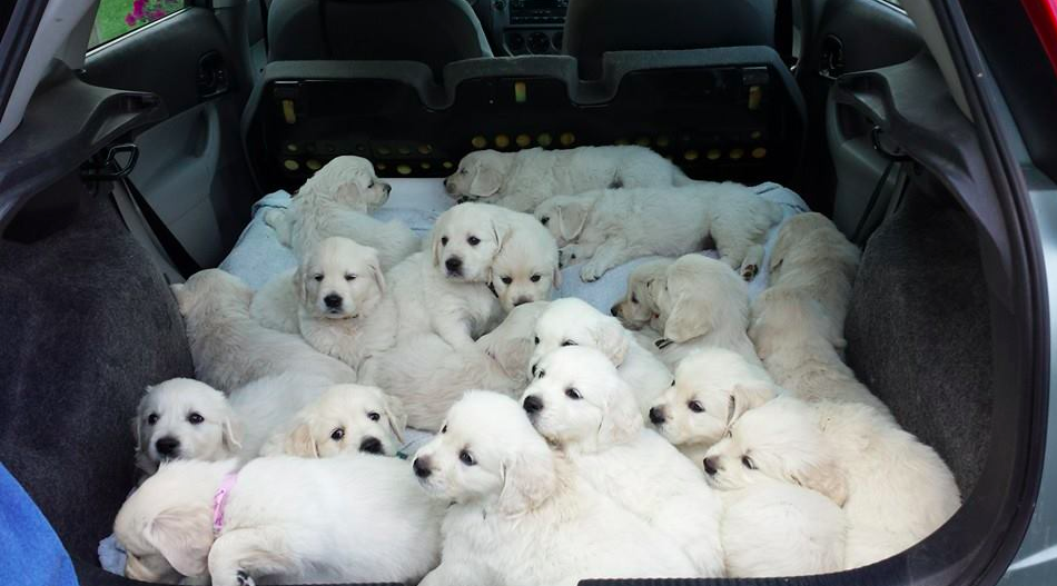 ils-se-rassemblent-en-bandes-prets-a-bondir