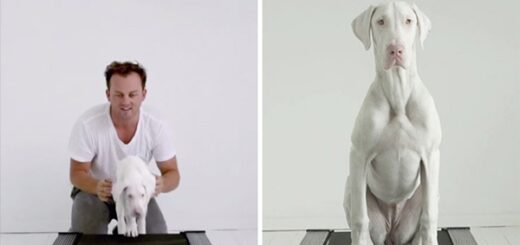 chien condamne histoire inspirante