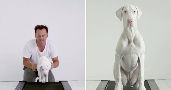 chien condamne histoire inspirante