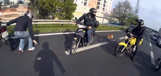 motards sauvent chien