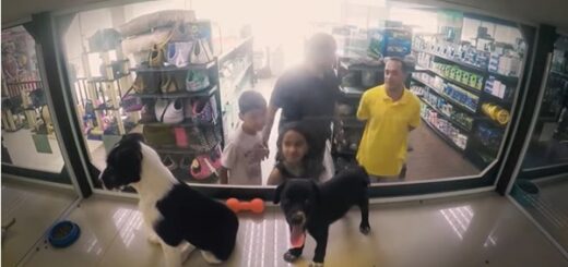 animalerie remplace ses chiens