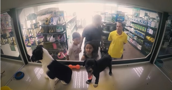 animalerie remplace ses chiens