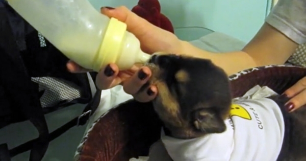 chien est né avec un membre en moins