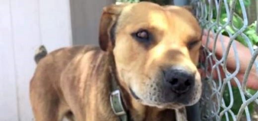 chien enchaîné 10 ans