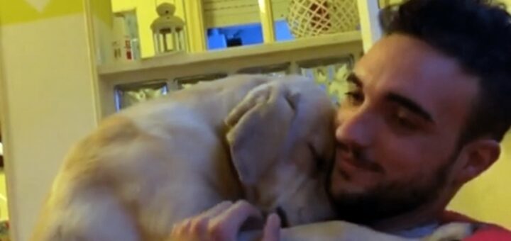 chien demande pardon