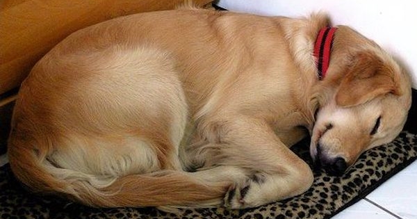 sleeping-dog600x315