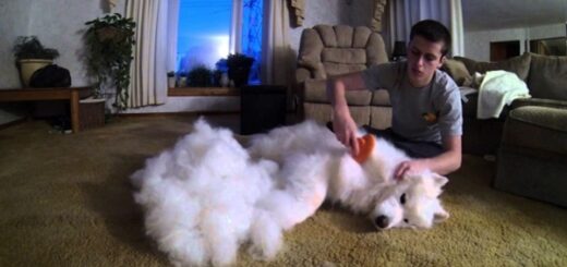 brossage chien samoyède