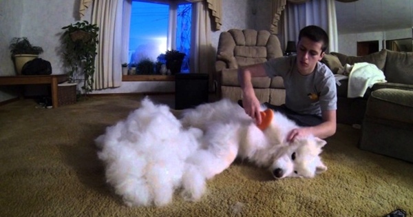 brossage chien samoyède