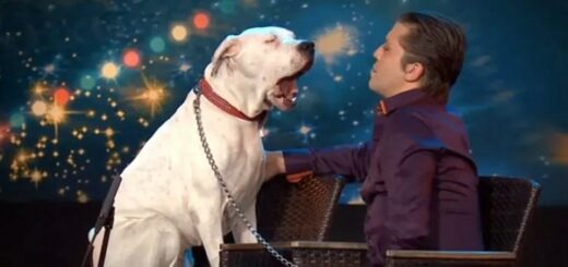 chien whitney houston