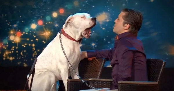 chien whitney houston