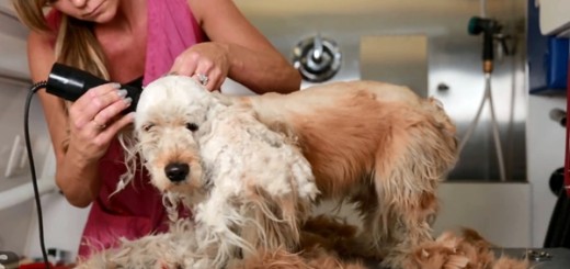 toiletteuse sauve chien