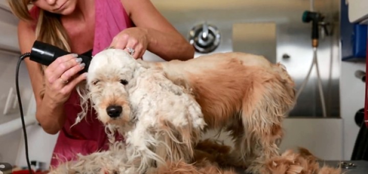 toiletteuse sauve chien