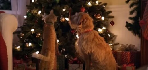 chien chat sapin noël