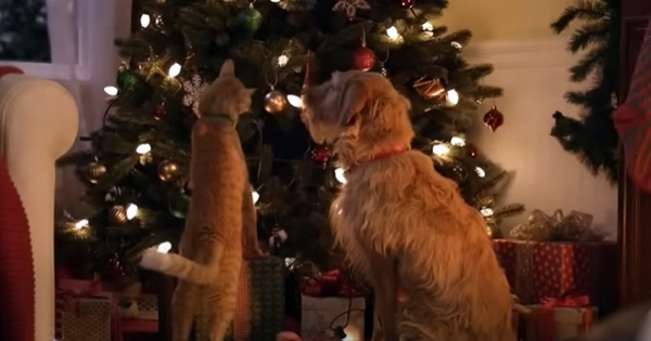 chien chat sapin noël