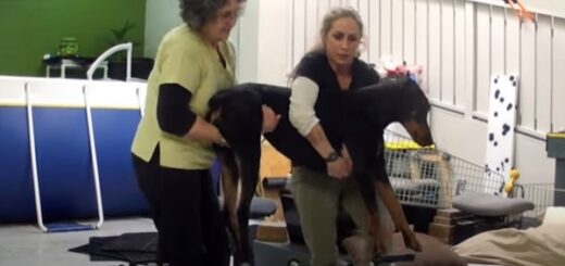 chien doberman paralisé