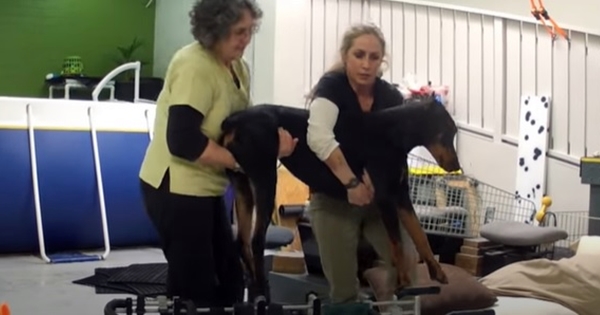 chien doberman paralisé