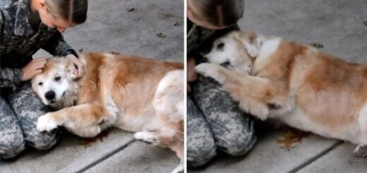 retrouvailles chien agé