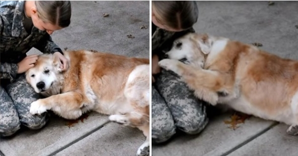 retrouvailles chien agé