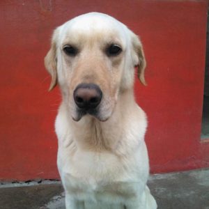 Cuerpo De Bomberos Ibarra Ibarra3