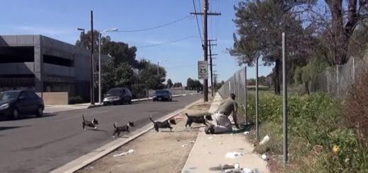 maman protege ses bebes