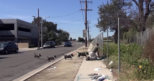 maman protege ses bebes