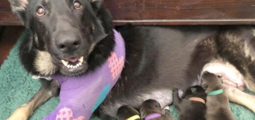 chien accident voiture