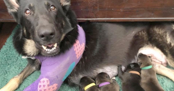 chien accident voiture