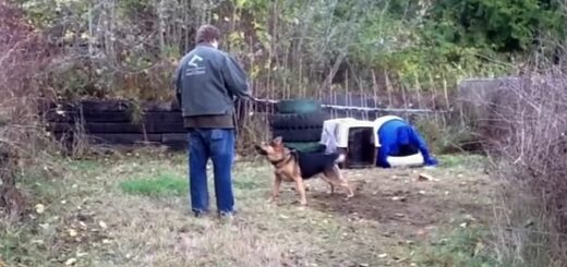 chien agressif est liberté