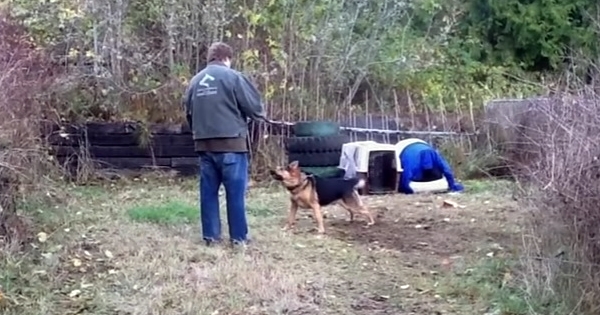 chien agressif est liberté