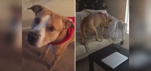 chien découvre maître