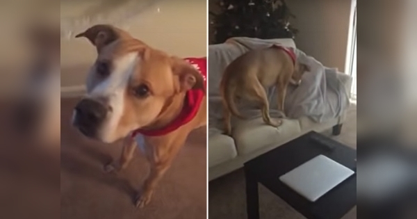 chien découvre maître