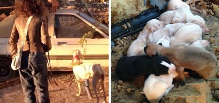 veterinaire cherche chiot rue