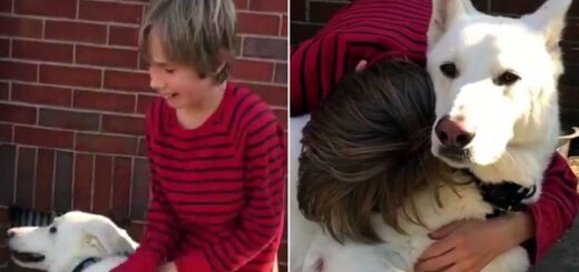 chien voisin meilleur ami