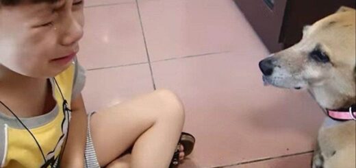 enfant fait ses adieux chien