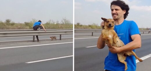 vétérinaire sauve un chien effrayé sur l'autoroute