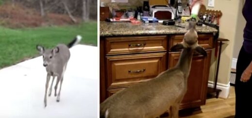 femme apelle une biche