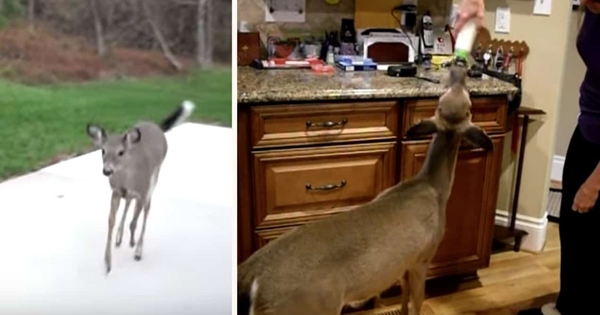 femme apelle une biche