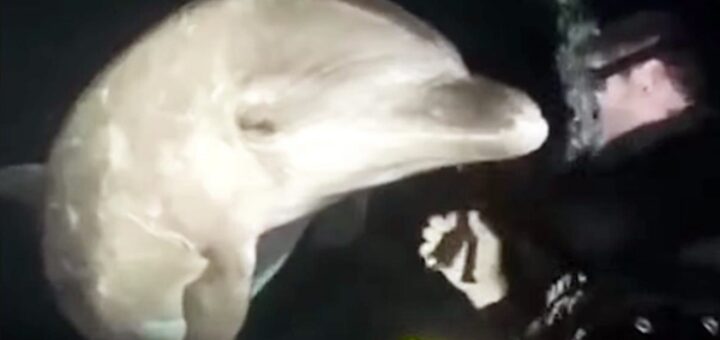 plongeur sauve dauphin