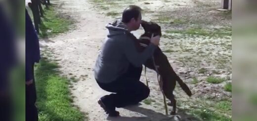Chien perdu depuis 2 ans