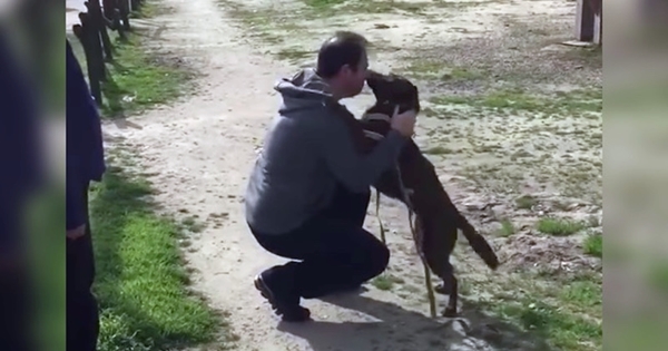 Chien perdu depuis 2 ans