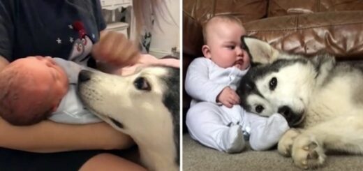 chien husky rencontre bébé