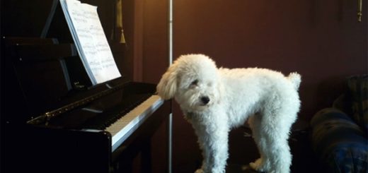 chien piano